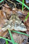 Lycia hirtaria