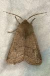 Orthosia cerasi