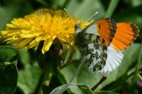 Anthocharis cardamines