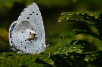 Celastrina argiolus