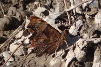 Polygonia c-album