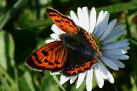 Lycaena phlaeas