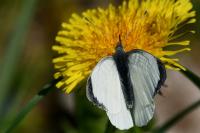 Pieris brassicae