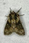 Polyploca ridens