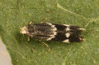 Elachista stabilella