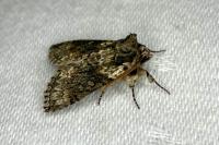 Polyploca ridens
