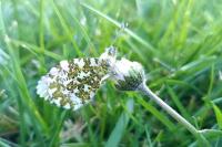 Anthocharis cardamines
