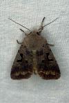 Orthosia gothica