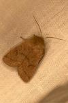 Orthosia cerasi