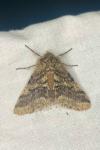 Lycia hirtaria