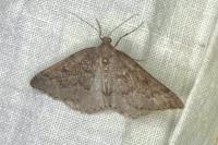 Aleucis distinctata