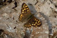 Pararge aegeria