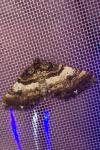 Earophila badiata