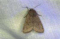 Orthosia cerasi
