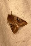Orthosia gothica