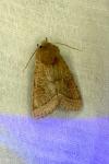 Orthosia cerasi