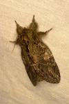 Peridea anceps
