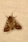 Orthosia gothica