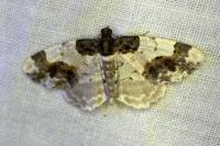 Ligdia adustata