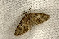 Eupithecia dodoneata