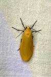 Wittia sororcula