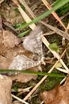 Drymonia ruficornis