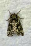Polyploca ridens