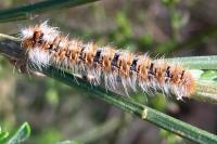 Lasiocampa quercus