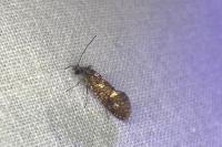 Dyseriocrania subpurpurella