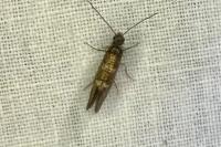 Dyseriocrania subpurpurella