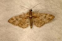 Gymnoscelis rufifasciata