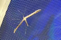 Emmelina monodactyla