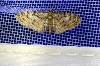 Eupithecia dodoneata