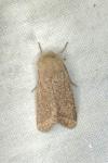 Orthosia cruda