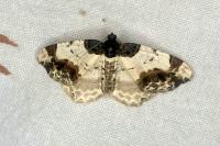 Ligdia adustata