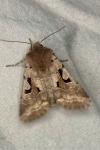 Orthosia gothica