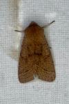 Orthosia cerasi
