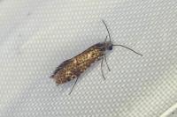 Dyseriocrania subpurpurella