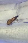 Dyseriocrania subpurpurella