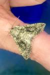 Polyploca ridens