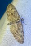 Eupithecia abbreviata