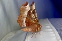 Selenia tetralunaria