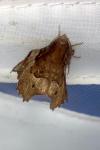 Selenia tetralunaria