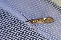 Esperia sulphurella