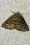 Aleucis distinctata