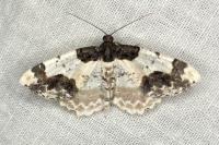 Ligdia adustata
