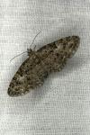 Eupithecia abbreviata