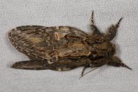 Peridea anceps