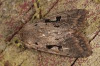Orthosia gothica