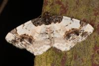 Ligdia adustata